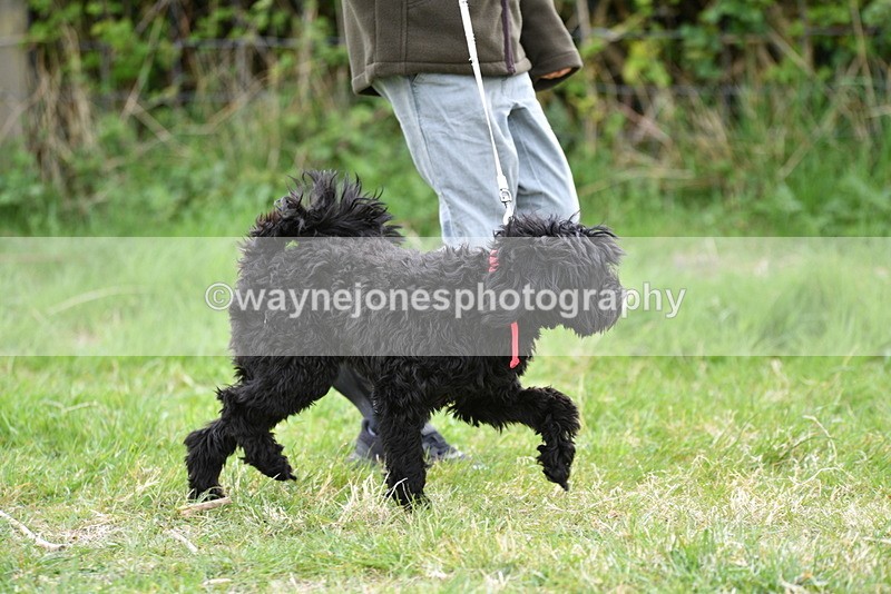 WJ5_9156 - Class 1 Best Cross Breed / Heniz 57