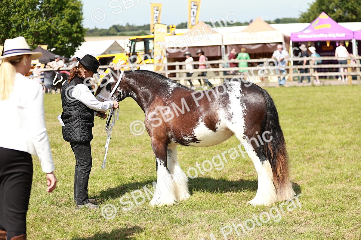 SBM_08599 - Class 63-65 - Traditional Gypsy Cobs In Hand & Ridden
