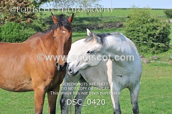 DSC_0420 - ARCHIVE REQUEST - Quincy and Guinness