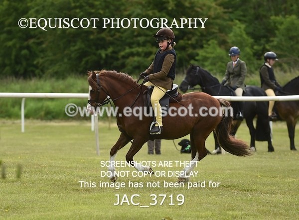 JAC_3719 - 75CM WORKING HUNTER