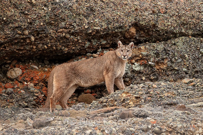 Puma Petaca pauses and looks, Torres del Paine, Chile - Puma