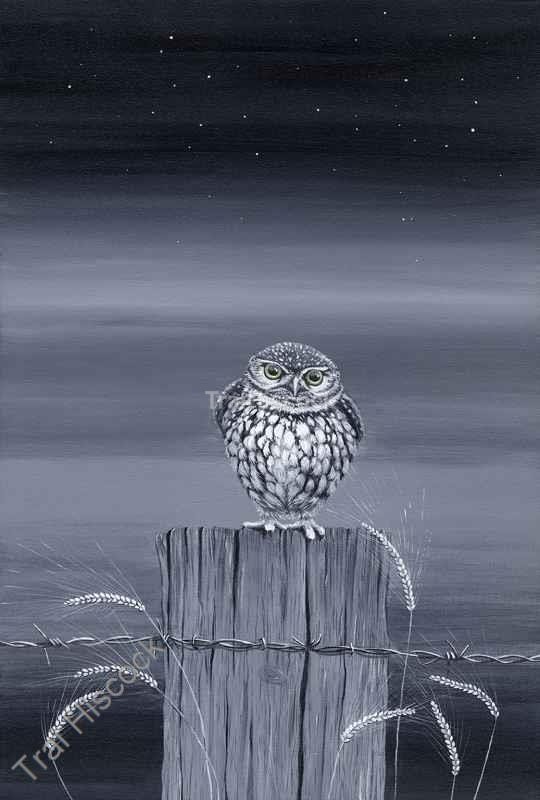 What a Hoot - Birds
