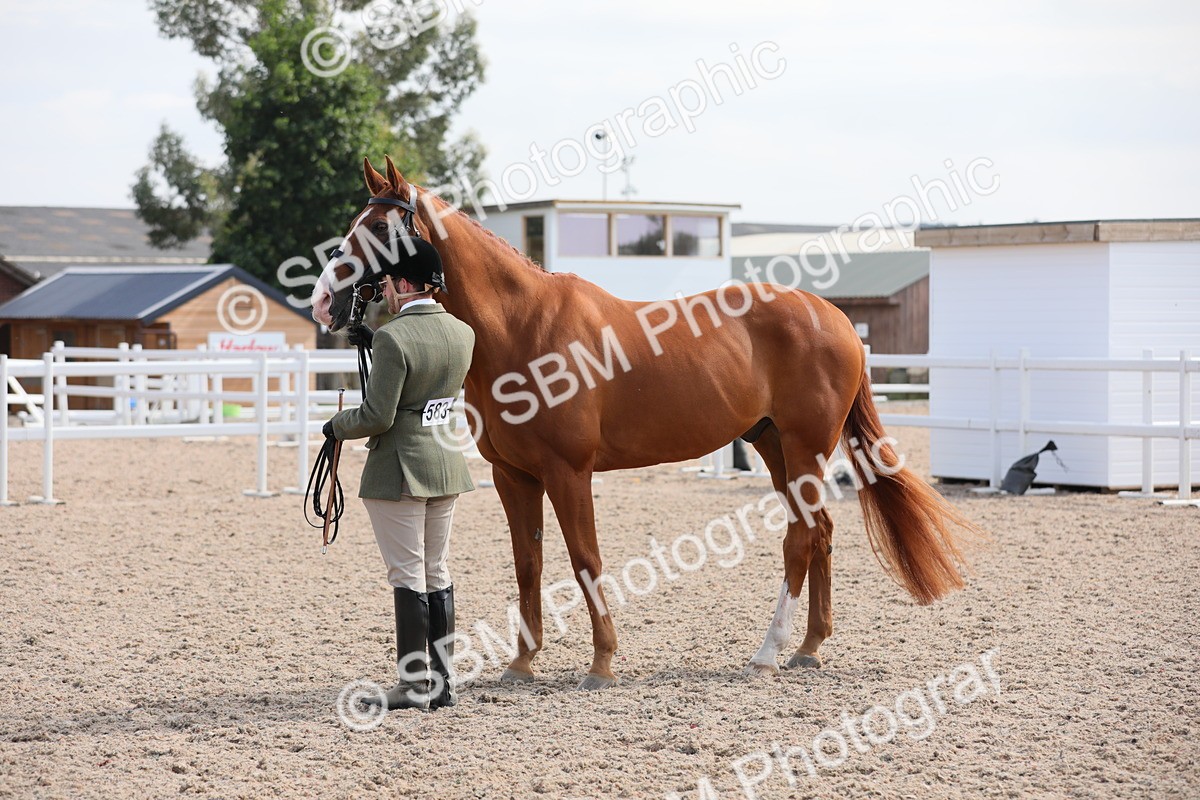 SBM_15802 - Class 312 IH Competition Horse/Pony