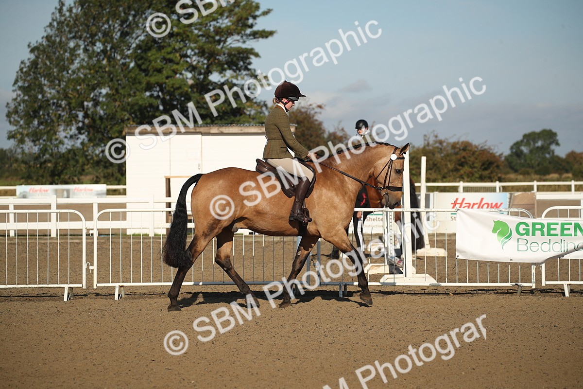 SBM_11334 - Class 501 -Riding Club Pony