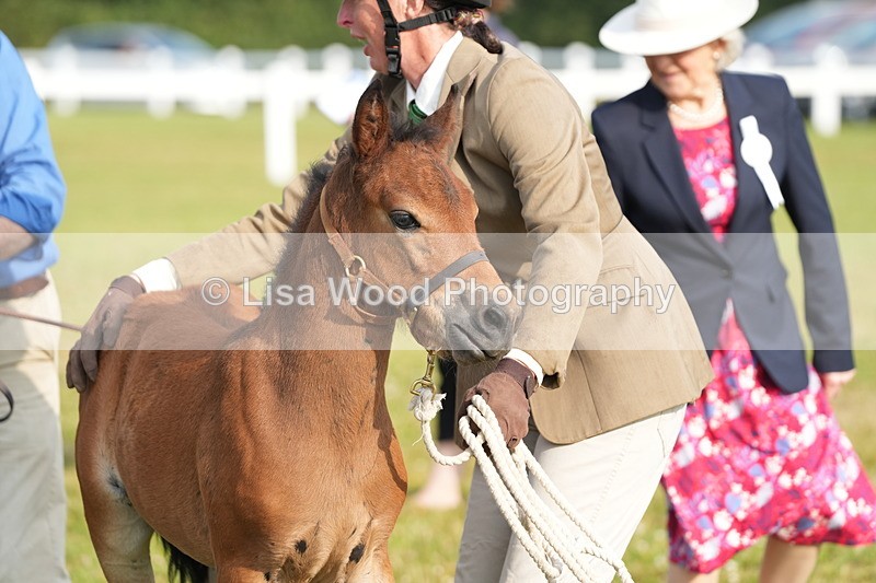 DSC04424 - Classes 44 & 45: NPS M&M Brood Mare and Foal