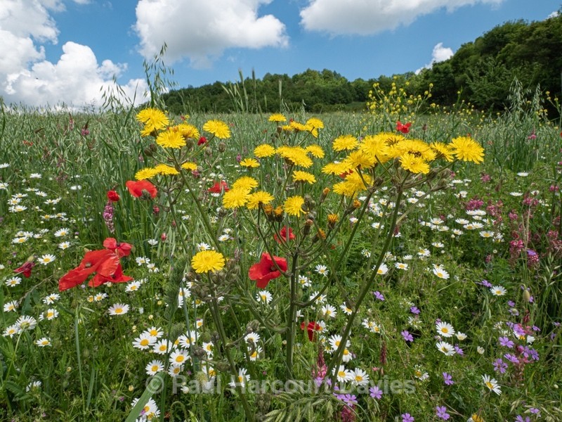 Roadside wildflowers yellow Hawksbeard (Crepis sp) white Chamomile (Anthemis arvensis). - Flowers in the Landscape - 2
