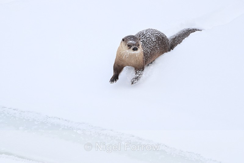 River Otter slides on snow, Yellowstone River, Wyoming - Otter