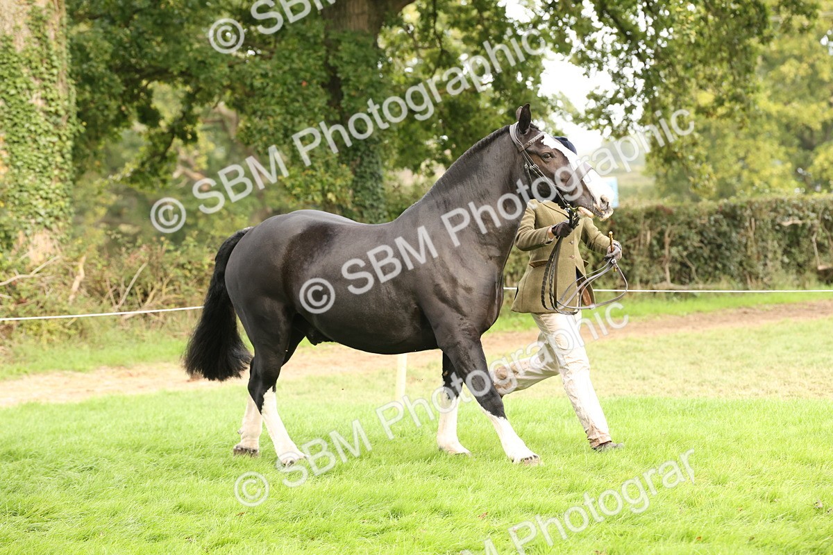 SBM_57491 - S56 - Show Cob in Hand