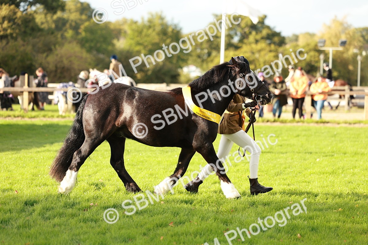 SBM_29271 - Novice & newcomer Supreme Championship