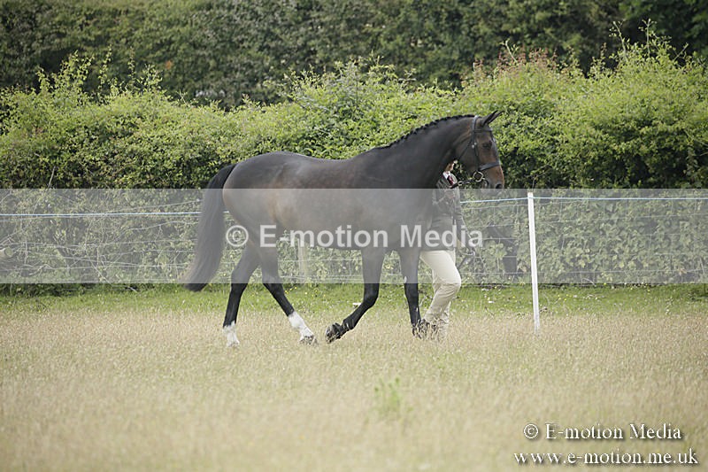 B230619-0223 - Bourne Valley Riding Club Summer Show 23/06/19