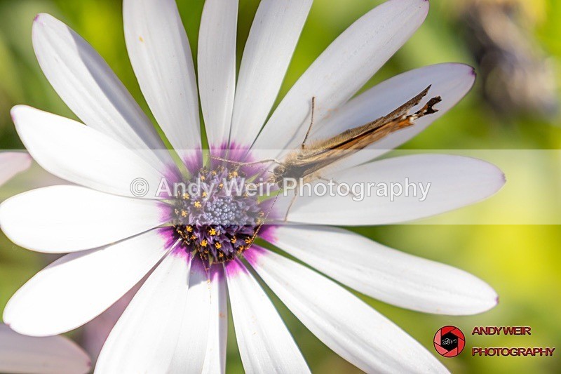 Speckled Wood2 - Butterflies & Moths