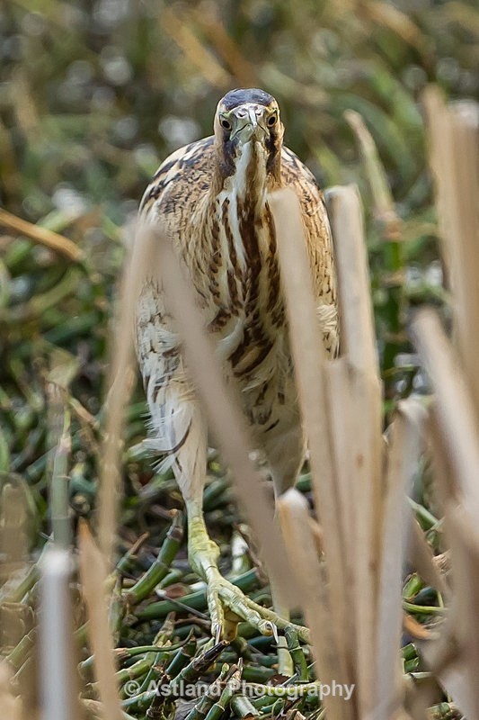 Astland Photography, Bird and Wildlife Images, Susan and Peter Wilson, U.K.