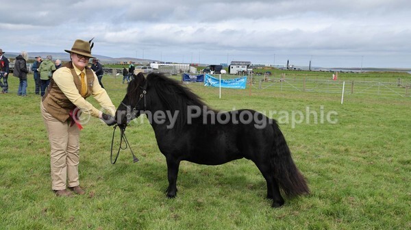 untitled-7059 - Shetland Pony Show