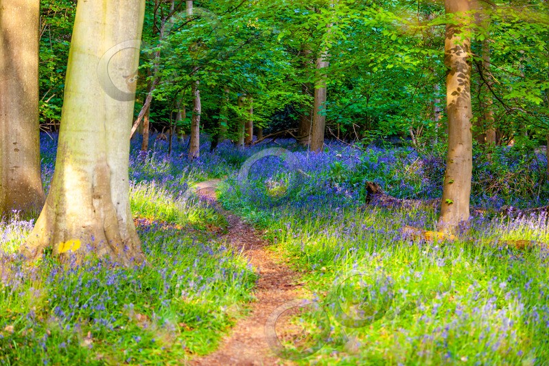 bluebell Hyacinthhoides non-scripta-8106 - Plants and trees