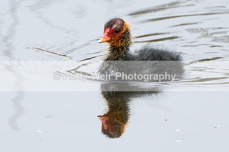 20120520-_MG_0046 - Rails & Coots