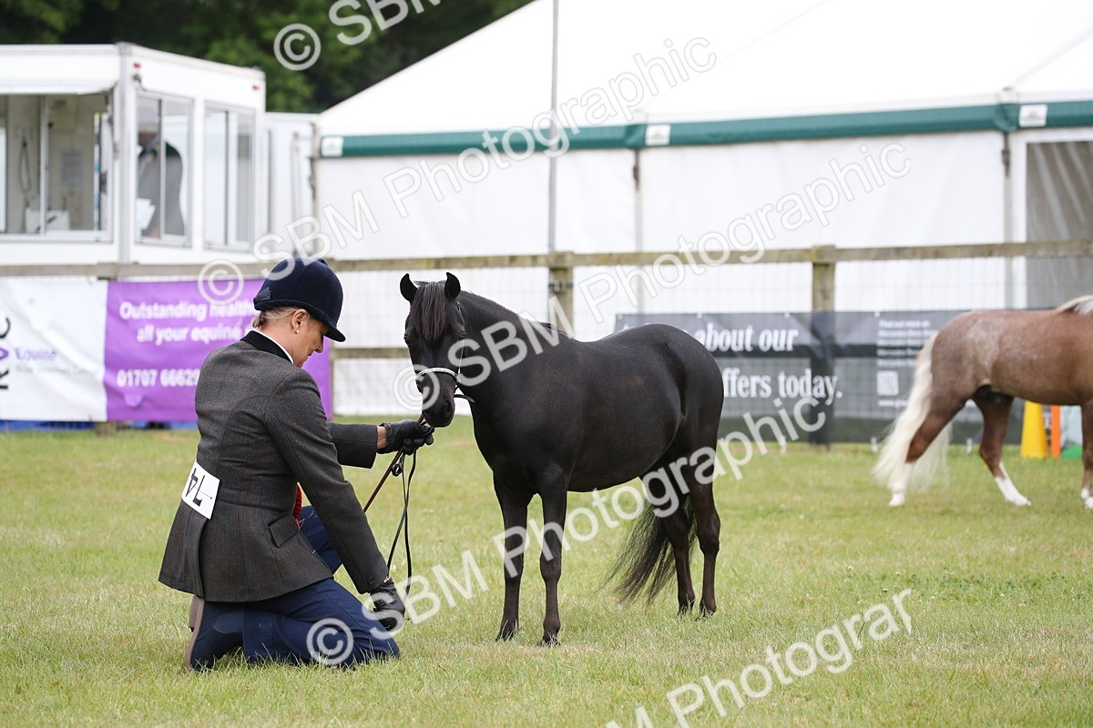 SBM_03546 - Class 23-25 - British Miniature Horse of the Year