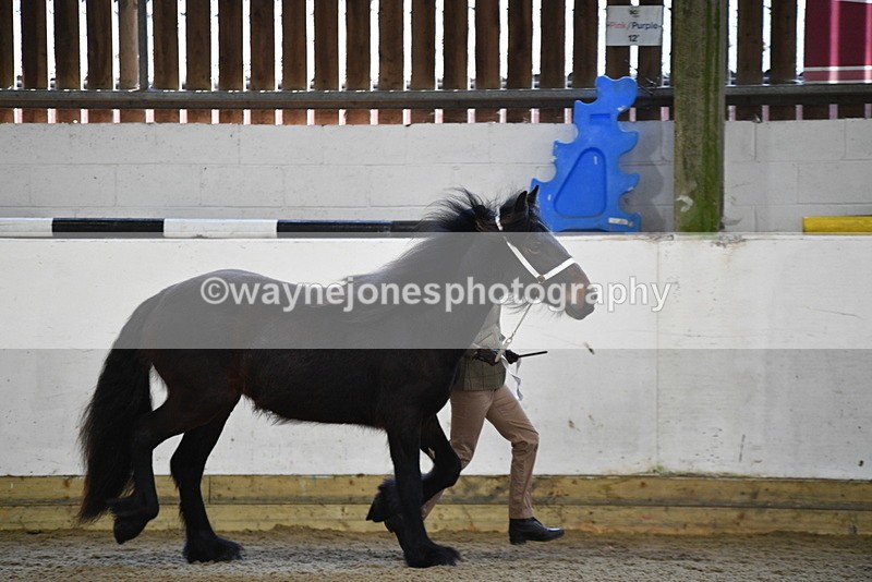 WJ5_3494 - Class 1 Youngstock