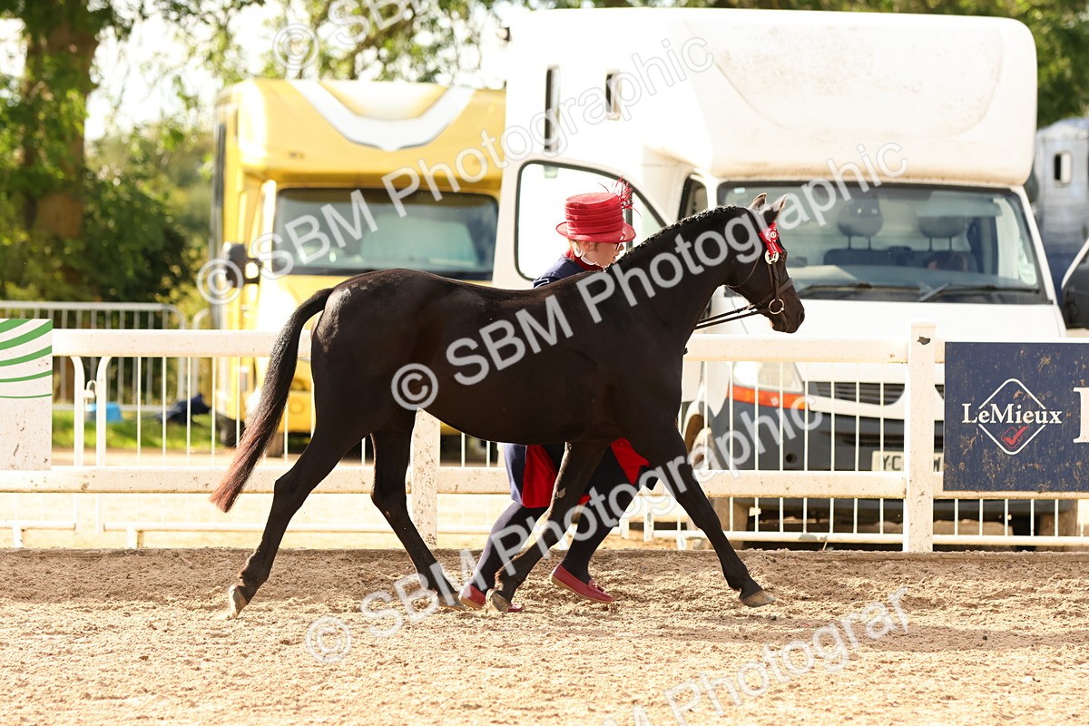 SBM_18348 - Class 318 - IH Part Bred Horse Pony