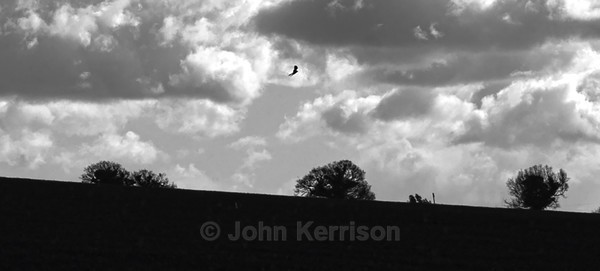  - Black and White