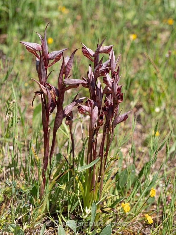 Ploughshare orchid (Serapias vomeracea) - Wild Orchids 2021