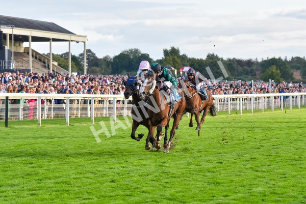 230923-Race 6-September Power-7018 - Race 6 4.55pm New To York Rio Brazilian Handicap