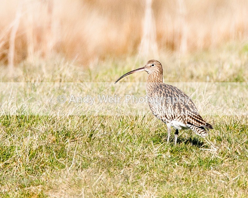 20100220-056 - Curlew