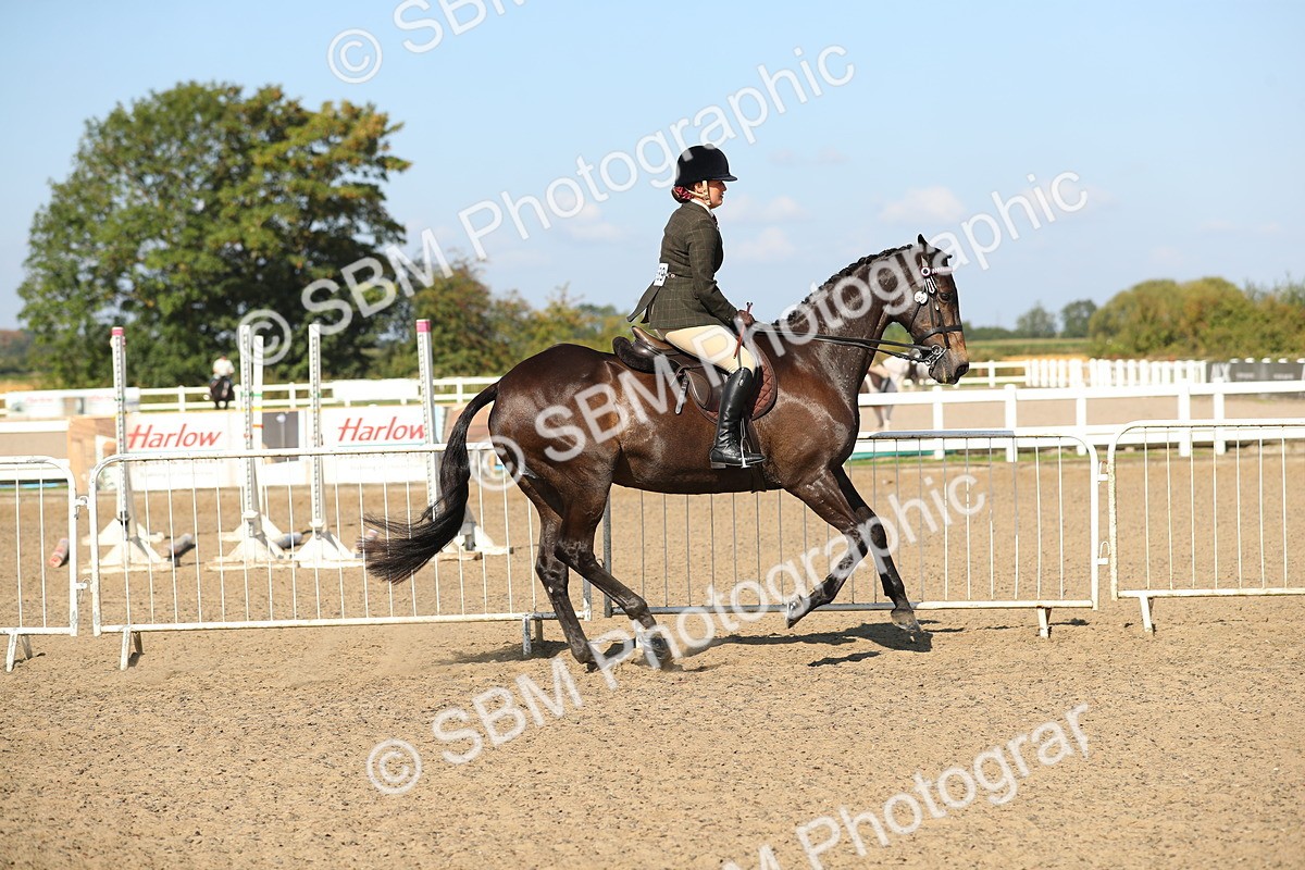 SBM_02228 - Class 43 Ridden Competition Horse/Pony