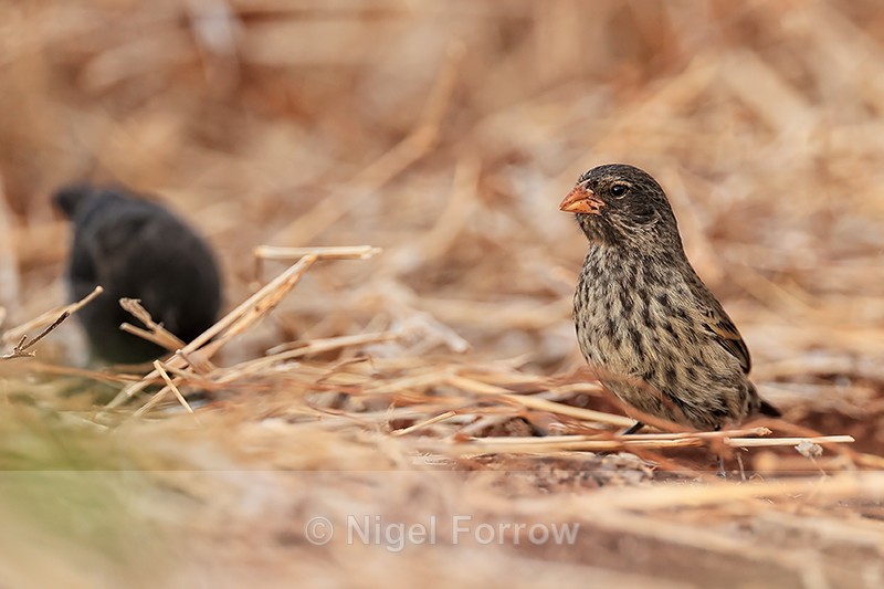 Medium Ground-Finch (female), Isla Lobos, Galapagos - Medium Ground-Finch