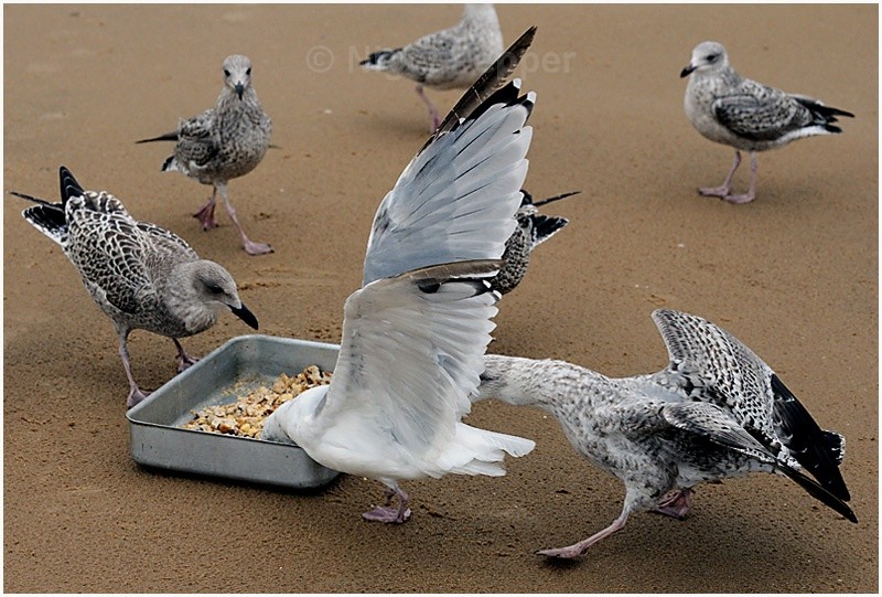 Feeding Time ( 5 ) - Leggy the Herring Gull