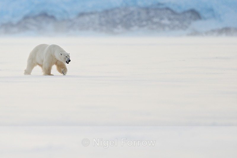 Polar Bear (male) walking, Svalbard, Norway - Polar Bear
