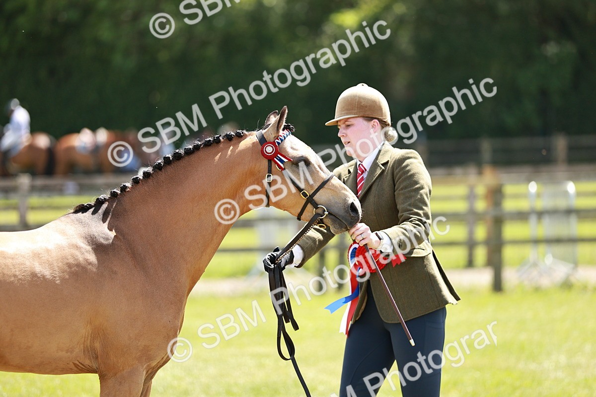 SBM_05589 - Class 41-45 - Riding Pony-Hunter Pony Breeding