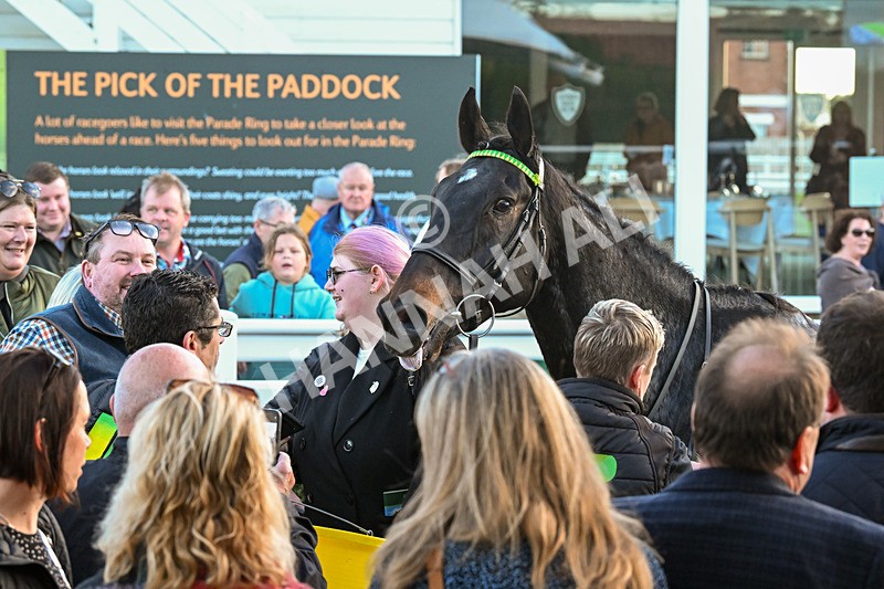 291024-Race 7-Crocodile Power-6612 - Race 7