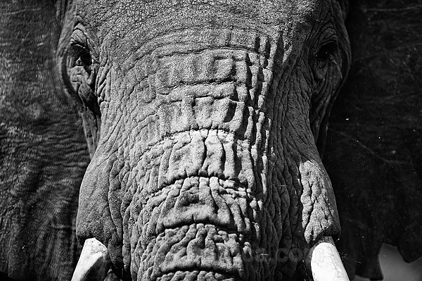 Elephant Chyulu Hills, Ol Donyo Wuas, Kenya