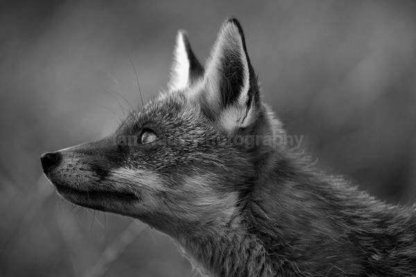  - Wildlife, Mammal Photography, Great Britain
