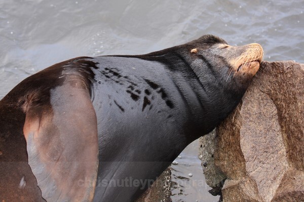  - Mammals