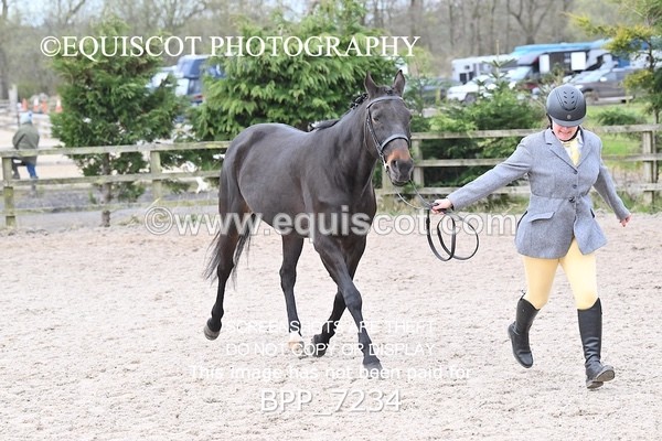 BPP_7234 - RING 1  (RIDDEN HORSES / IN HAND / VETERAN ETC)