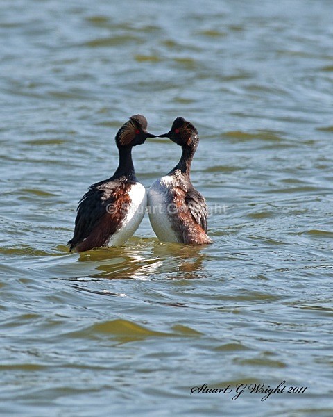 151 - Waterfowl