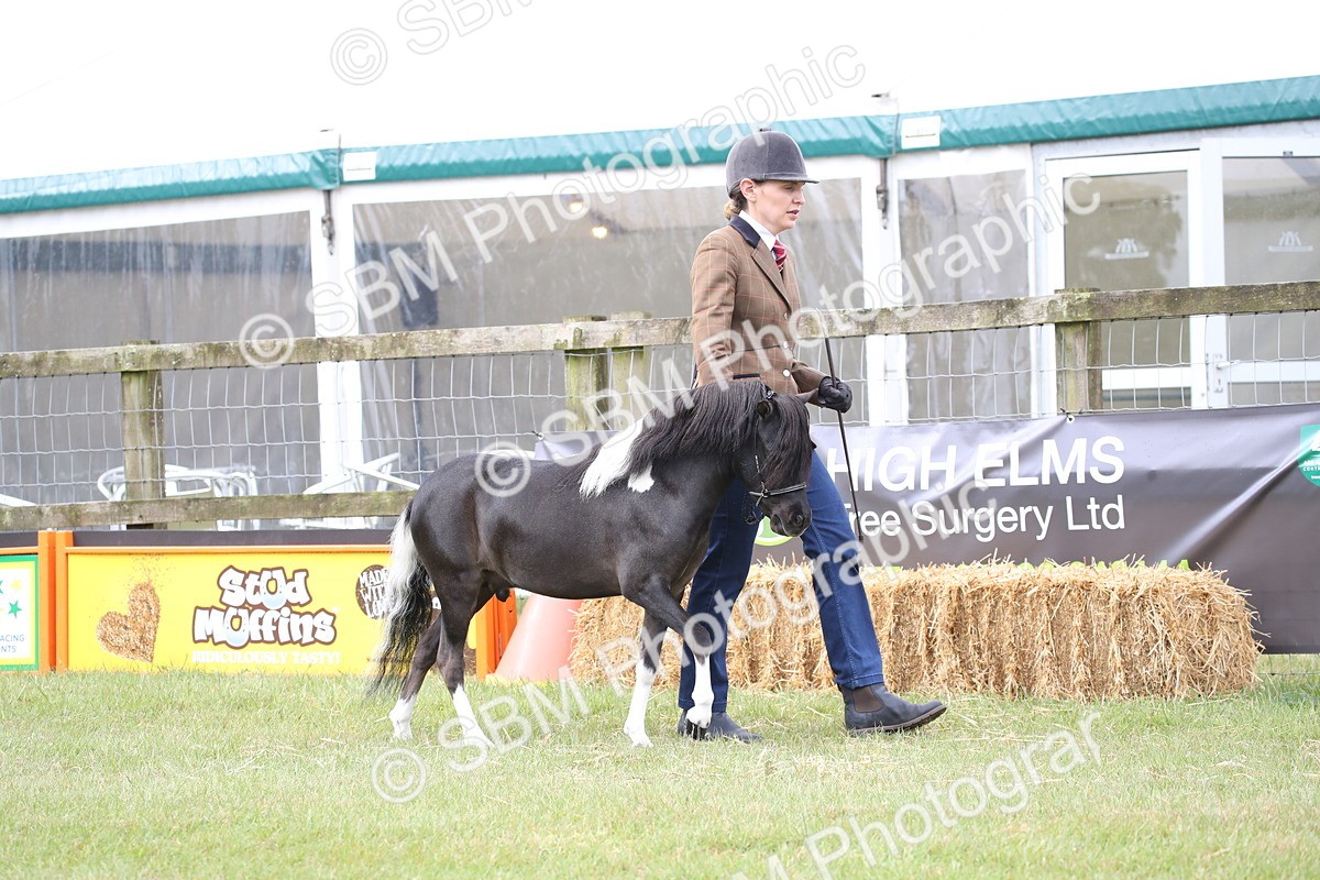 SBM_03669 - Class 23-25 - British Miniature Horse of the Year