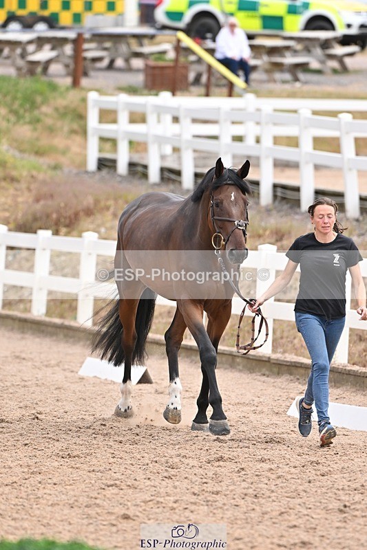 250716-143032-01141 - Trot Up 2.30 to 3.30