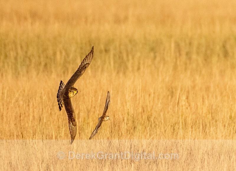 Catch me if you Can! Merlin versus Semipalmated Sandpiper