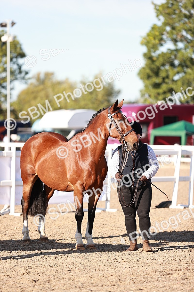 SBM_11195 - Class 401 - IH  Veteran horse