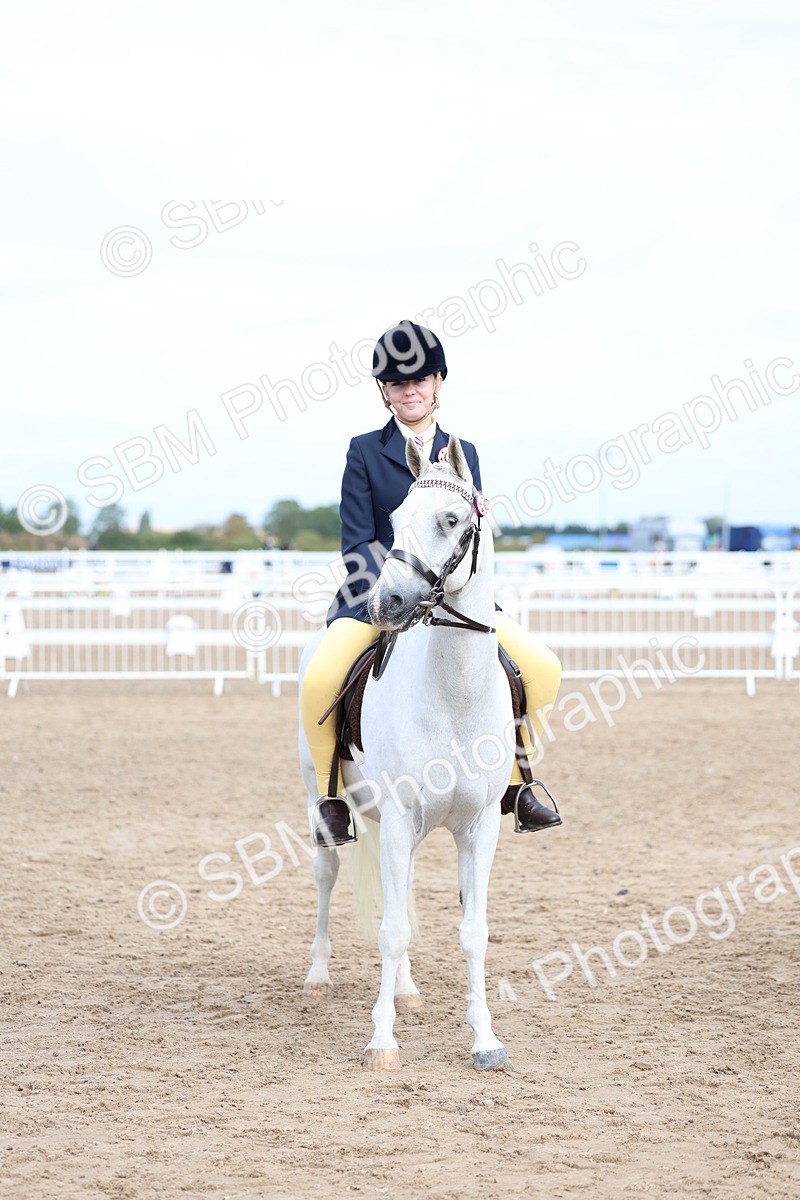 SBM_01844 - Class 18 - Handsomest Gelding - IH or Ridden