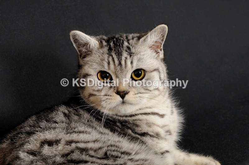 Catershan Silver Inkspot (30s) - Catershan British Shorthairs