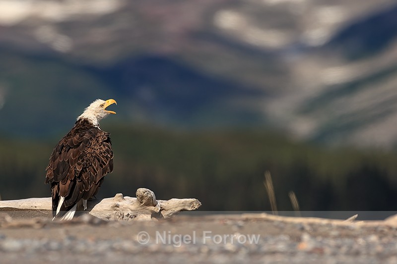 Bald Eagle calling, Lake Clark National Park, Alaska - Bald Eagle