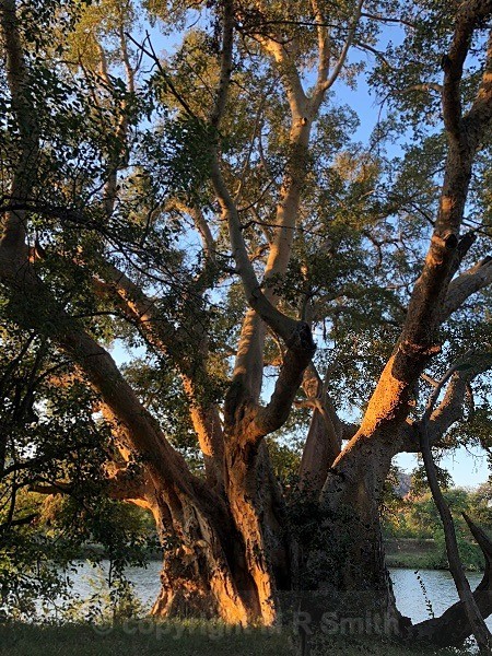 Evening Sunlight By The Limpopo - LANDSCAPES & TREES