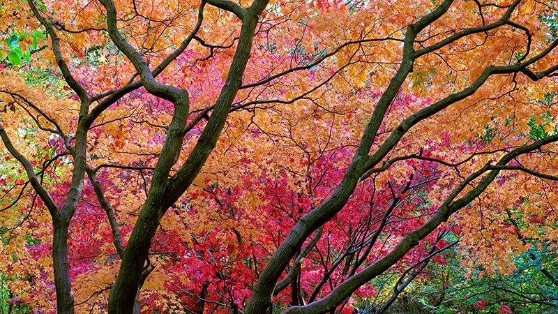 Autumn 7 Queenswood Oct Acers  Maples4831 - Earth Element