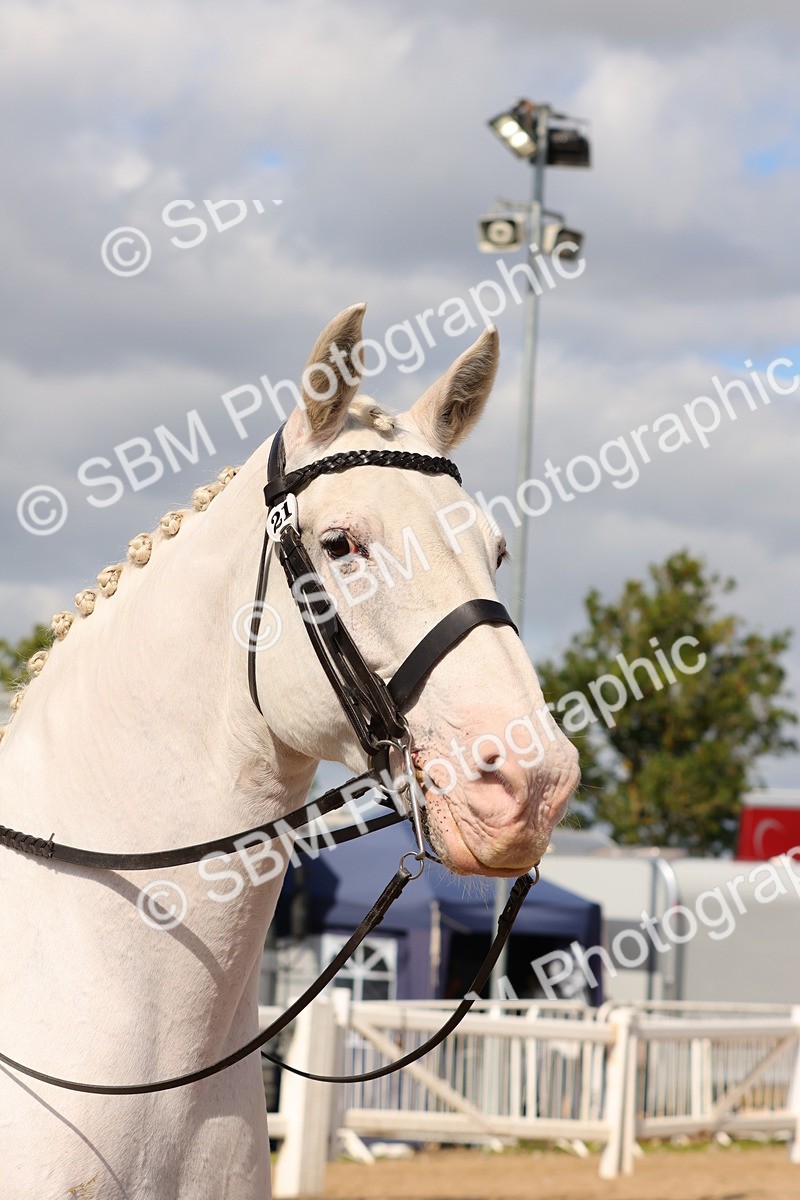 SBM_13540 - Class 212 - Ridden Hunter  - Large