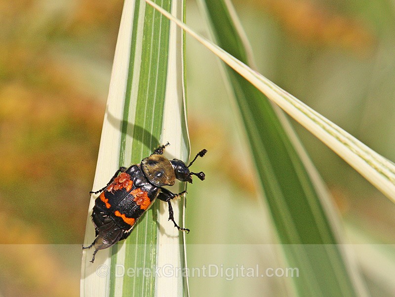 Tomentose Burying Beetle (Nicrophorus tomentosus) - Bees, Beetles, Bugs