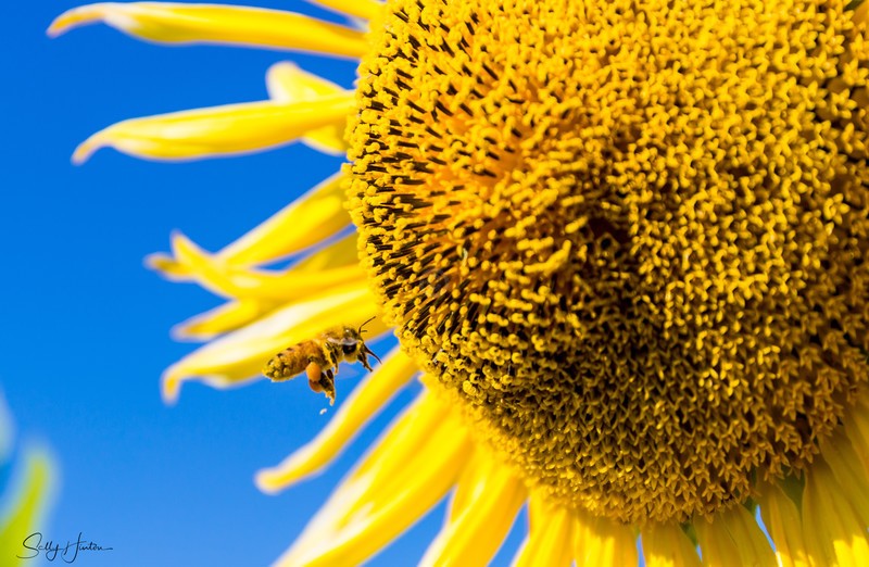 Sunflower and Bee 15