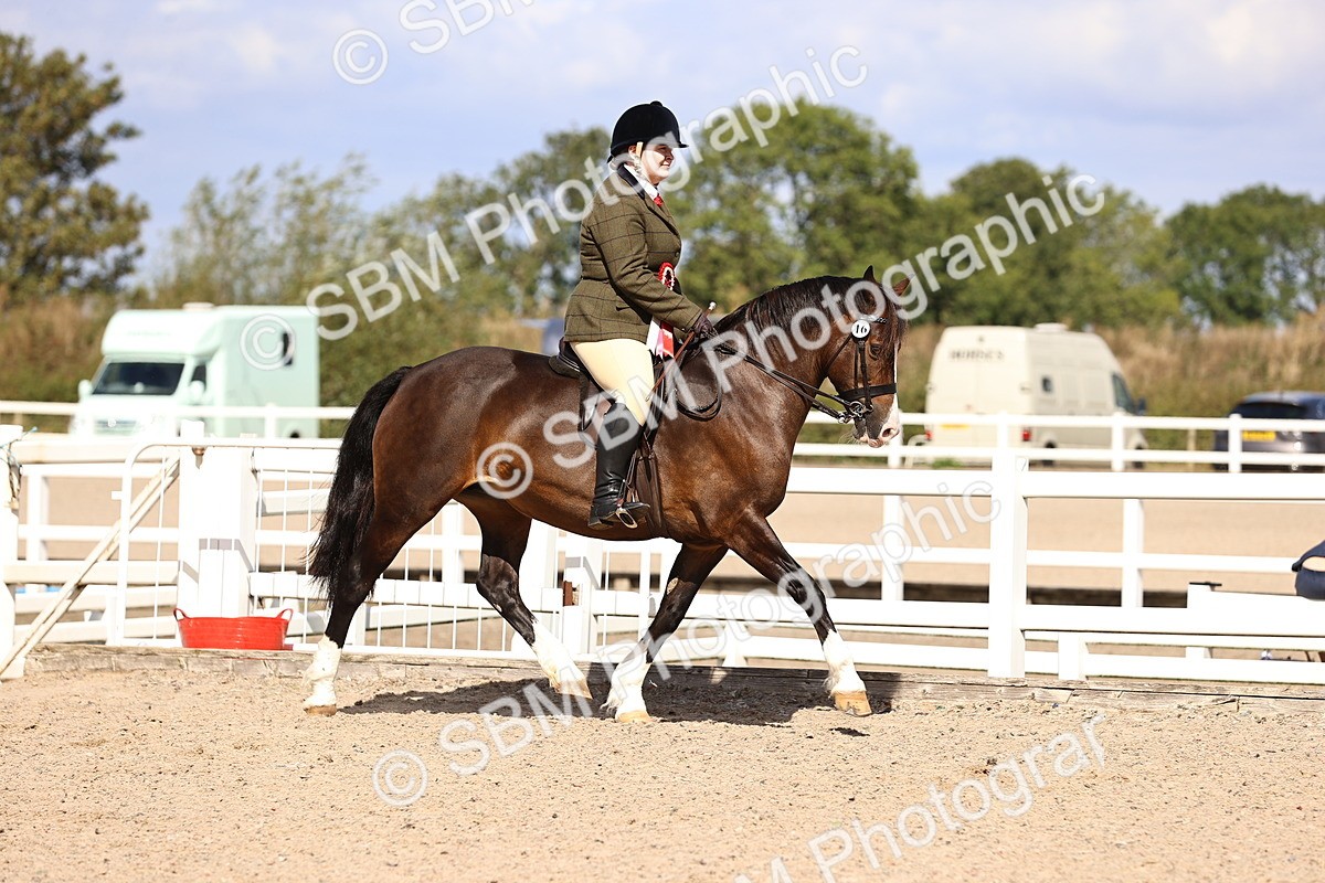 SBM_14334 - Class 411 - Prettiest Mare (IH OR Ridden) Adult